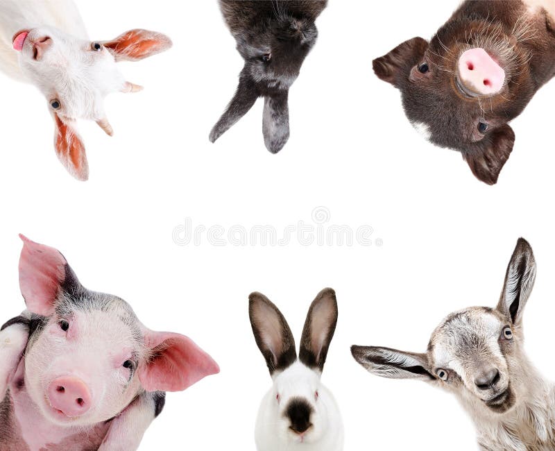 168,463 Animals Funny Stock Photos - Free & Royalty-Free Stock Photos from  Dreamstime