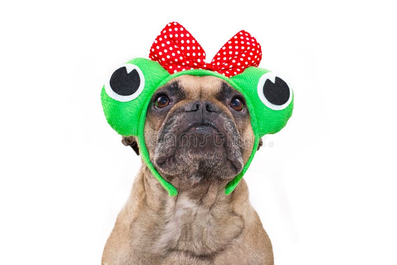 Funny portrait of French Bulldog dog wearing funny frog costume headband with ribbon and big eyes isolated on white background. Funny portrait of French Bulldog