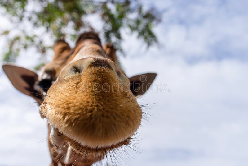 face of a giraffe in extreme close-up