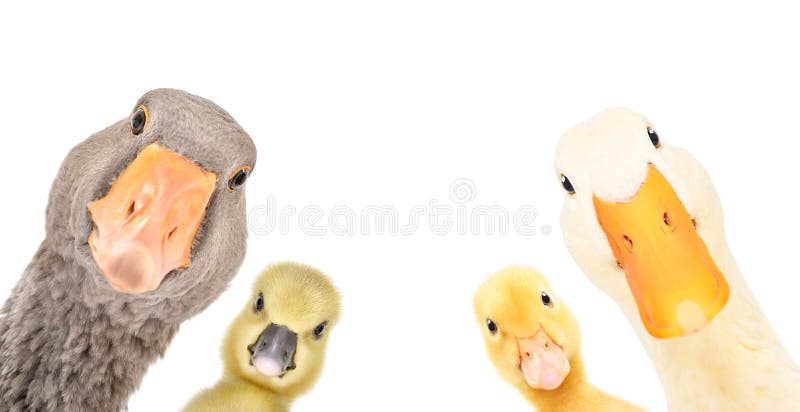Funny portrait of a goose, gosling, duckling, duck