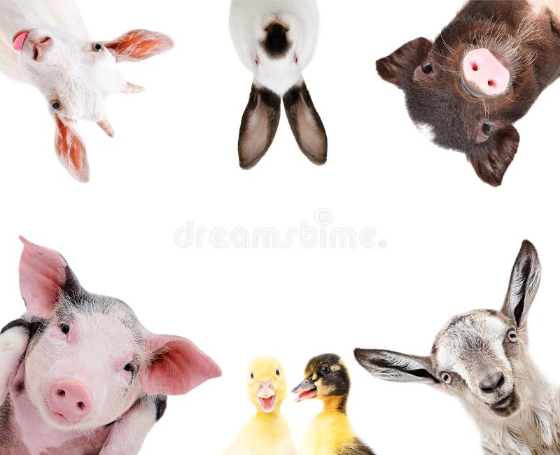 Funny portrait of a group of farm animals royalty free stock photography