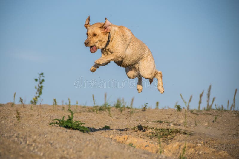 Funny portrait of labrador Dog who is jumping over the hole stock photos Funny portrait of labrador Dog who is jumping over the hole stock photos
