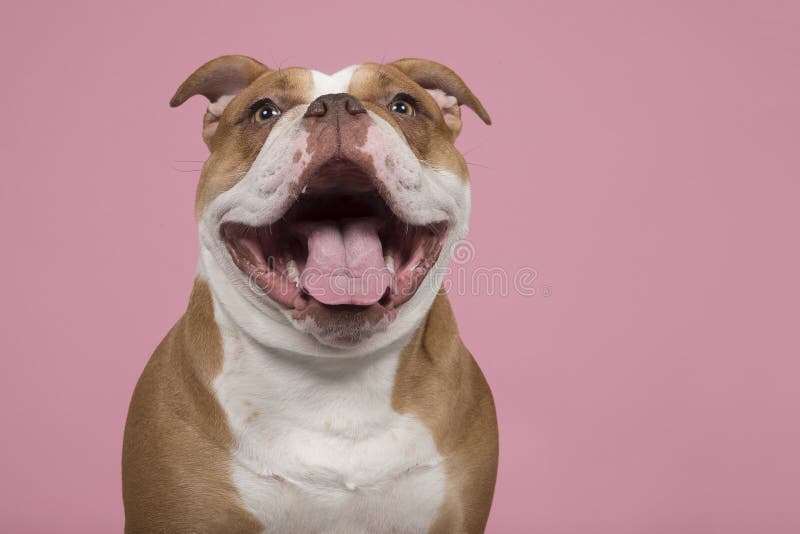 Funny Portrait of an Old English Bulldog Looking at the Camera with a Big  Smile on a Pink Background Stock Image - Image of portrait, expression:  145338273