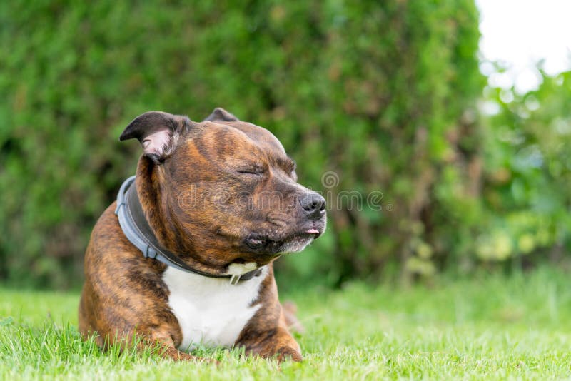 Funny Portrait Of Staffordshire Bull Terrier With Closed