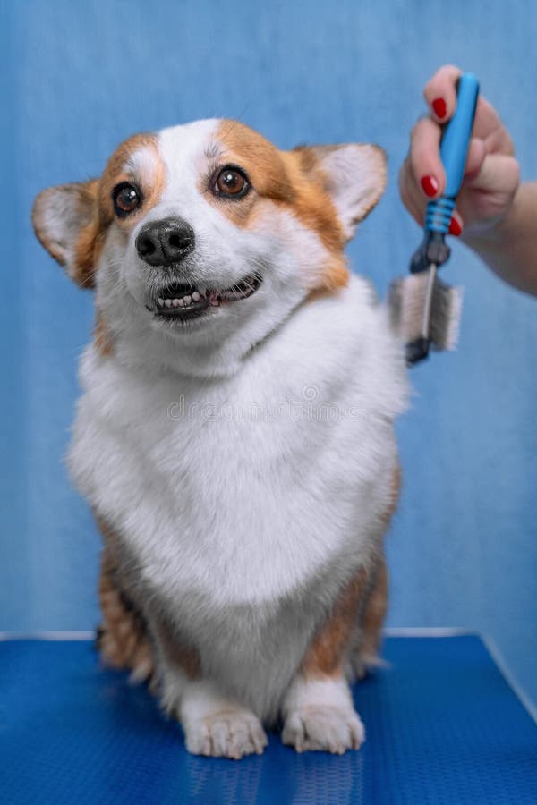 Funny portrait of a welsh corgi pembroke dog, comb out with a special brush after shower in grooming salon