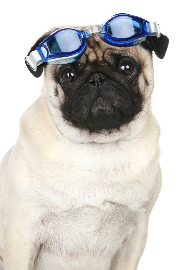 Funny Pug Dog in Blue Glasses for a Scuba Diving Stock Image Image of