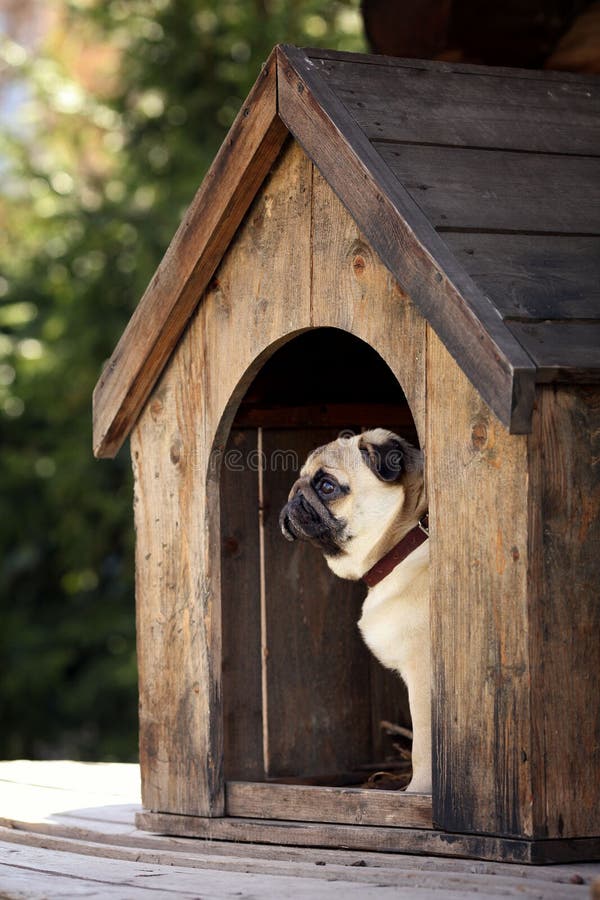 Funny Pug Dog in the Dog House Stock Image Image of home, doghouse