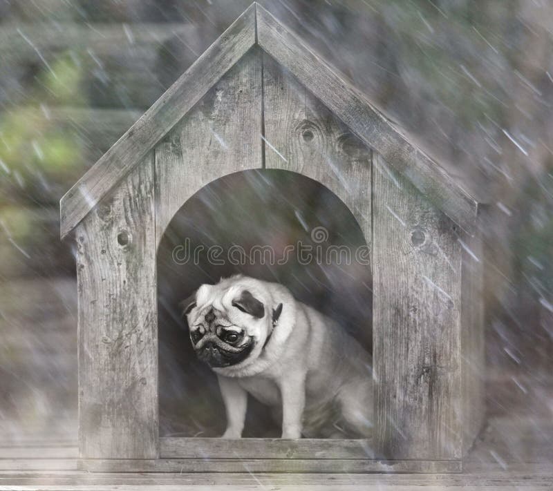 Funny Pug Dog in the Dog House Stock Photo Image of little, domestic