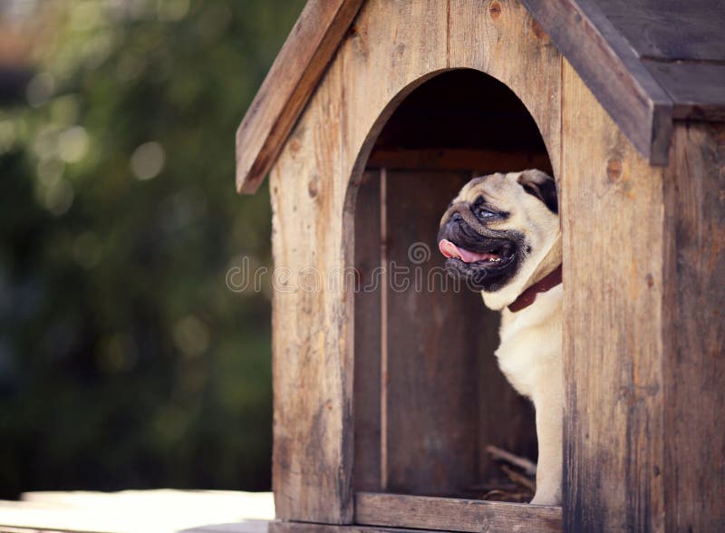 Funny Pug Dog In The Dog House Stock Photo Image of bone, character