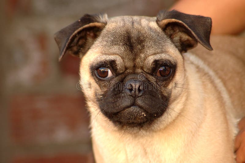 Outdoor portrait of a little pug dog with cute expression in the face. Outdoor portrait of a little pug dog with cute expression in the face