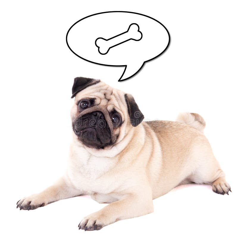 Funny Pug Dog Lying Thinking Food Isolated White Stock Photos Free