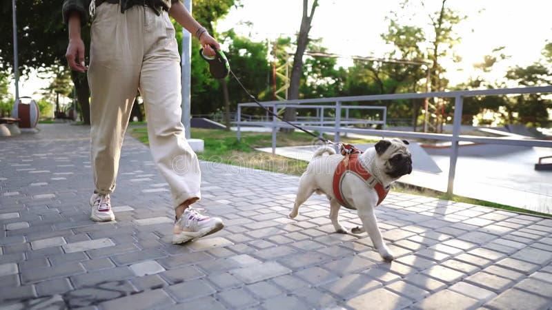 Funny pug running in the park with unrecognizable female owner leading the leash stock video footage