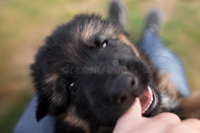 German Shepherd Puppy Biting Owners Hand Close Up Stock Image Image