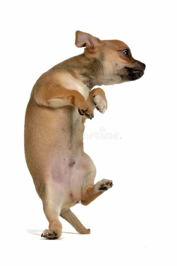 Funny puppy jumping stock photo. Image of jump, action 25440434
