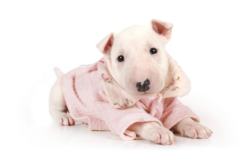 bull terrier jacket