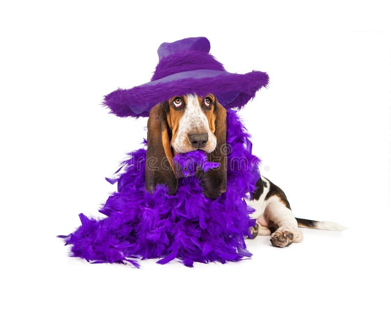 A cute young Basset Hound breed puppy dog wearing a purple hat and feather boa. A cute young Basset Hound breed puppy dog wearing a purple hat and feather boa