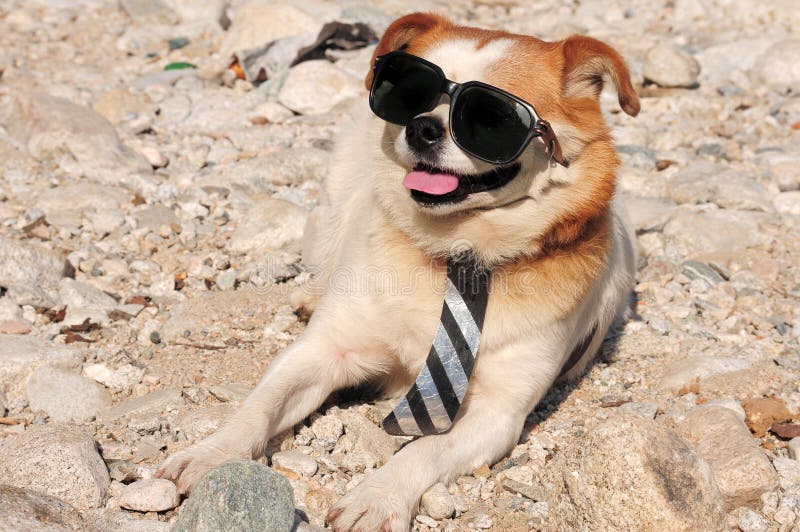 Funny puppy in sunglasses stock photo. Image of background 21483072