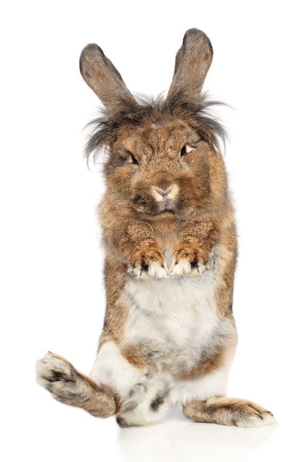 Funny Rabbit Standing On Its Hind Legs Stock Photo Image of indoor