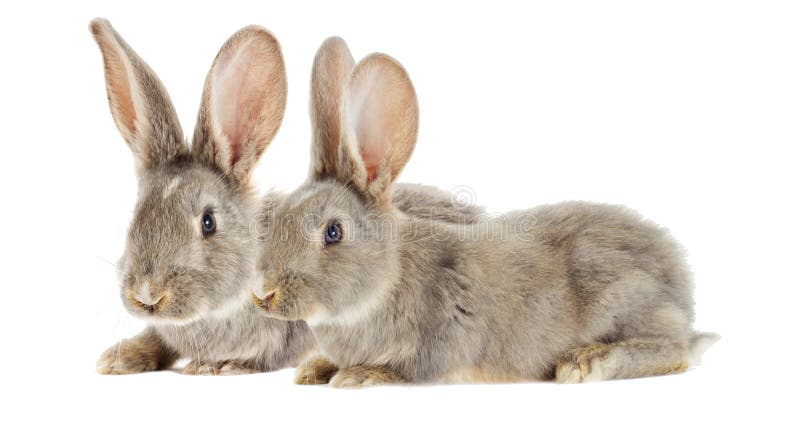 Rabbit Watching stock photo. Image of rodent, hare, rabbit - 9725868