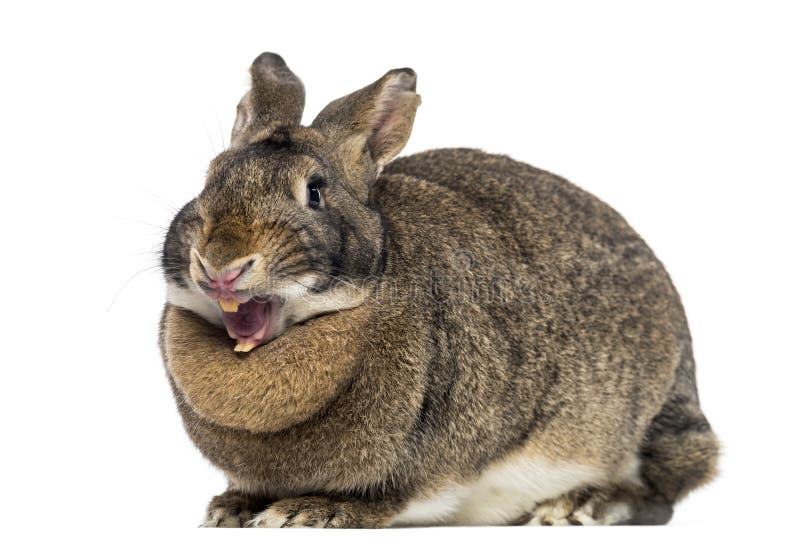 70,233 Funny Rabbit Stock Photos - Free & Royalty-Free Stock Photos from  Dreamstime