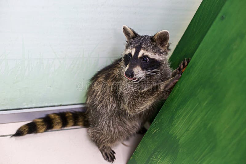 Raccoon Standing On Hind Legs Stock Image - Image of ...