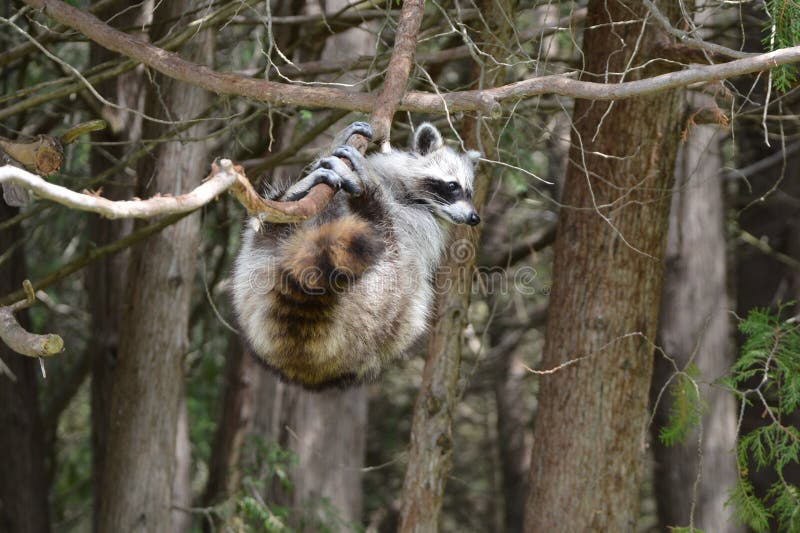 A Funny Raccoons Climbs through a Cedar Tree To Reach Bird Feeders ...