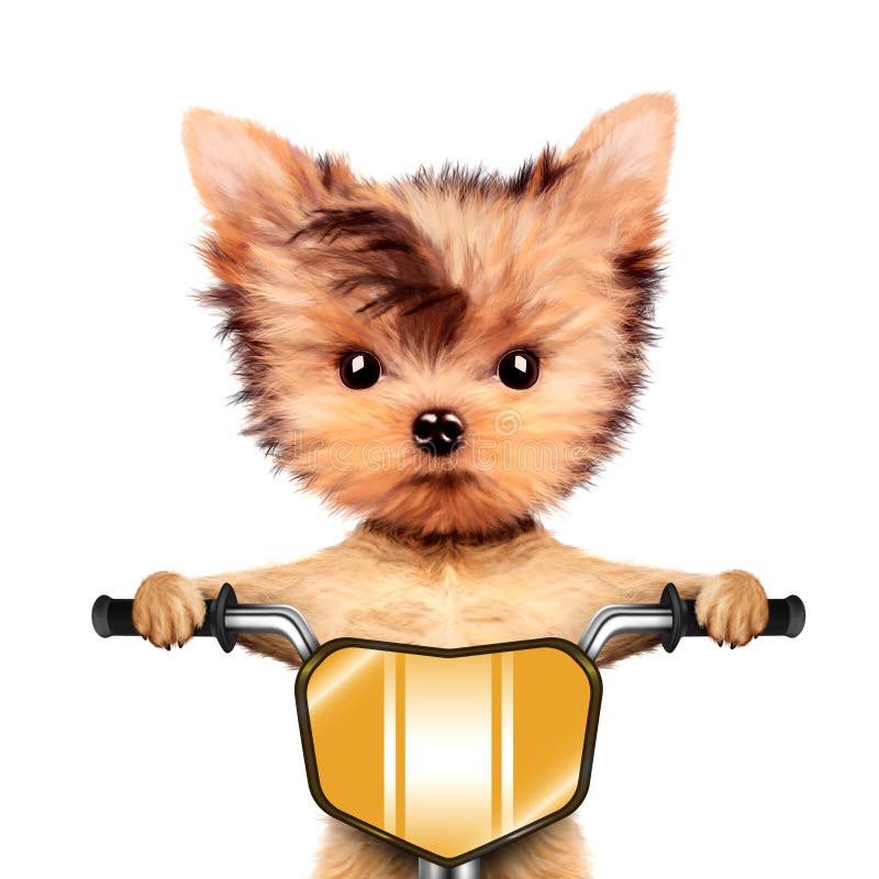 Funny racer dog with bike. Sport concept. Funny racer dog sitting on a yellow bike. Sport and championship concept. Realistic 3D illustration of yorkshire stock image Funny racer dog with bike. Sport concept. Funny racer dog sitting on a yellow bike. Sport and championship concept. Realistic 3D illustration of yorkshire stock image