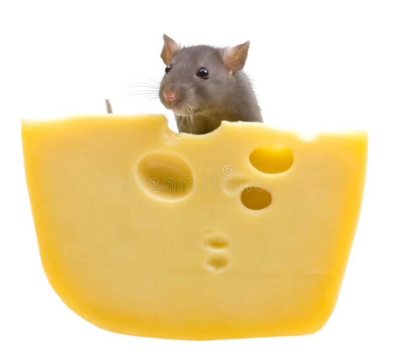 https://thumbs.dreamstime.com/b/funny-rat-cheese-isolated-white-12880460.jpg