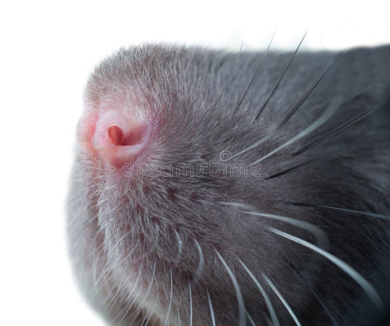 Funny Rat Close Up Portrait Stock Image Image Of Tail Pest