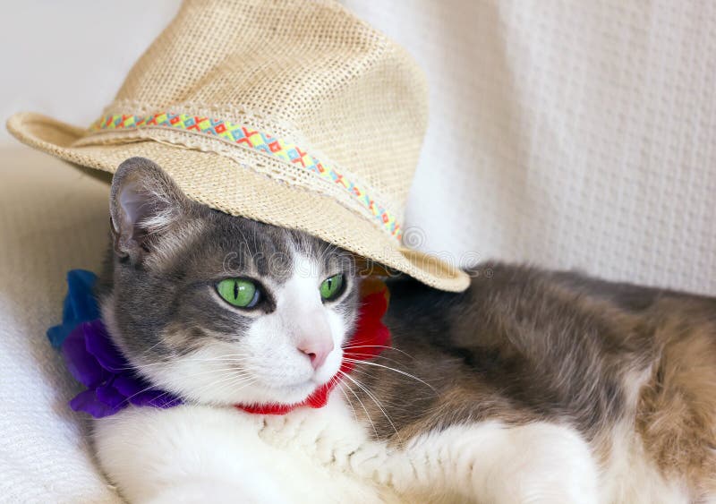 Funny Real Cat Going on Vacation. Stock Photo Image of sunscreen