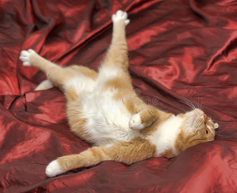 Funny red cat lying stock image. Image of domestic, orange 44780749