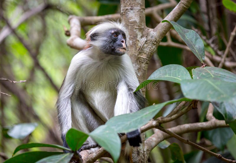 Funny Red Colobus monkey, forest in Zanzibar. Red face monkey stock images, royalty-free photos and pictures