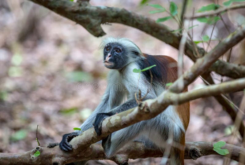 Funny Red Colobos monkey among trees in forest in Zanzibar. Red face monkey stock images, royalty-free photos and pictures