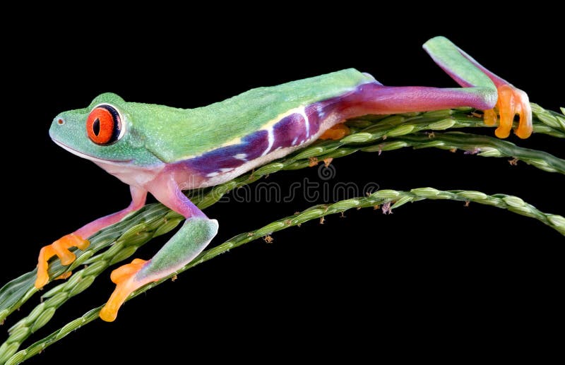 Funny red-eyed tree frog