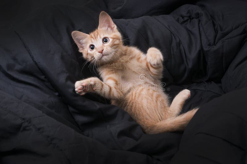 Funny Red Kitten spielt auf dunklem Hintergrund Farborangefarbener Tabulator Sekundäre Farbe stockfotos Funny Red Kitten spielt auf dunklem Hintergrund Farborangefarbener Tabulator Sekundäre Farbe stockfotos