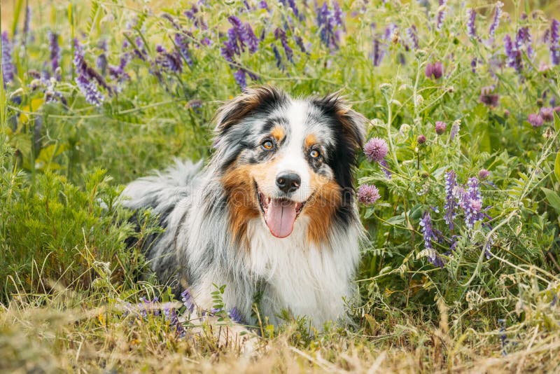 Funny Red And White Australian Shepherd Dog Resting In Green Grass With Purple Blooming Flowers. Aussie Is A Medium