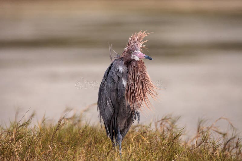 Funny Reddish Egret Wading Bird Egretta Rufescens Having a Bad Hair Day  Stock Image - Image of wading, hair: 170651987
