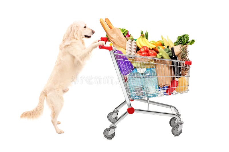 Funny retriever dog pushing a shopping cart full of food product