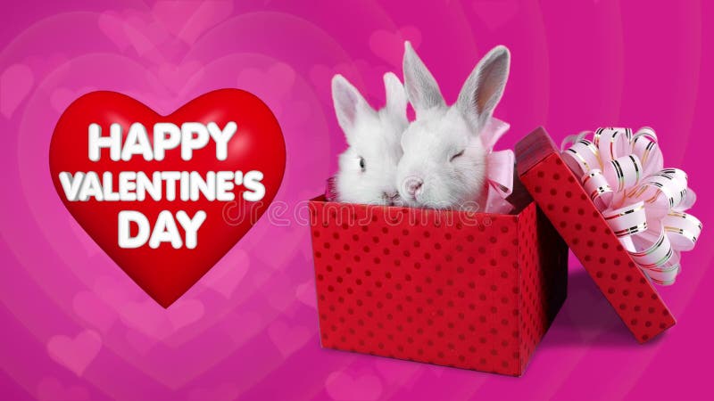 A Funny Romantic Couple of Rabbits in Present Box, Happy Valentines Day Concept Stock Footage - Video of message, coney: 84231026 A Funny Romantic Couple of Rabbits in Present Box, Happy Valentines Day Concept Stock Footage - Video of message, coney: 84231026
