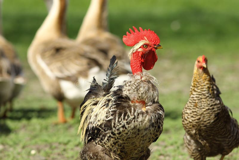 Funny Chicken Rooster Stock Photos - Download 1,625 Royalty Free Photos
