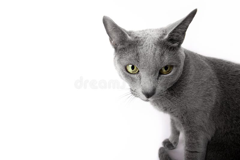 Funny Russian Blue Cat stock photo. Image of feline, kitty - 14826404