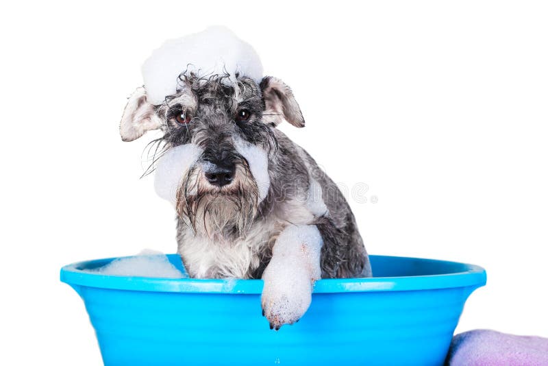 Funny Schnauzer puppy Dog taking bath with shampoo and bubbles in blue bathtub . Banner for pet shop, grooming salon.