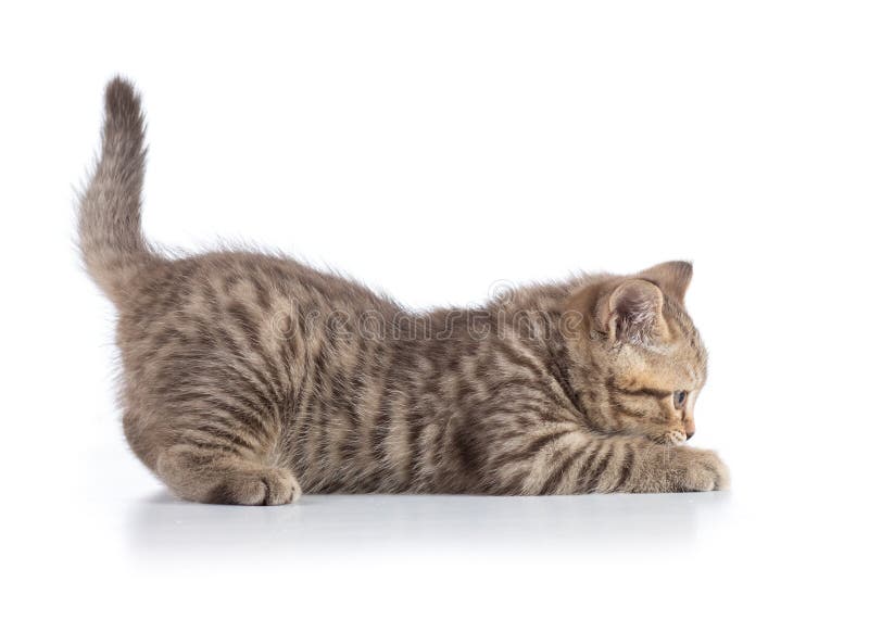 Funny scottish cat kitten profile side view on white royalty free stock photography