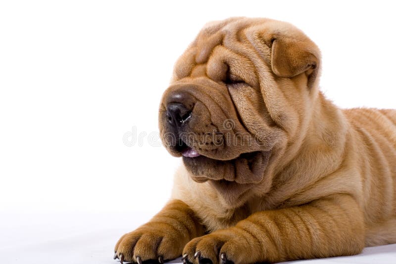 Funny sharpei