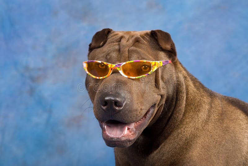 dog with sunglasses on