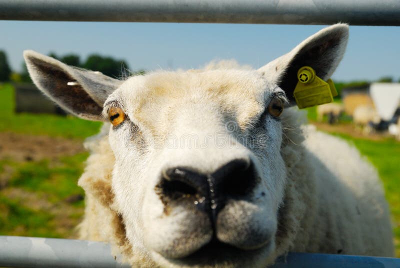 12,864 Funny Sheep Stock Photos Free & RoyaltyFree Stock Photos from