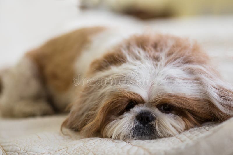 Funny Shih Tzu Dog Resting on the Bed. Cute Dog Sleeping on the Bed