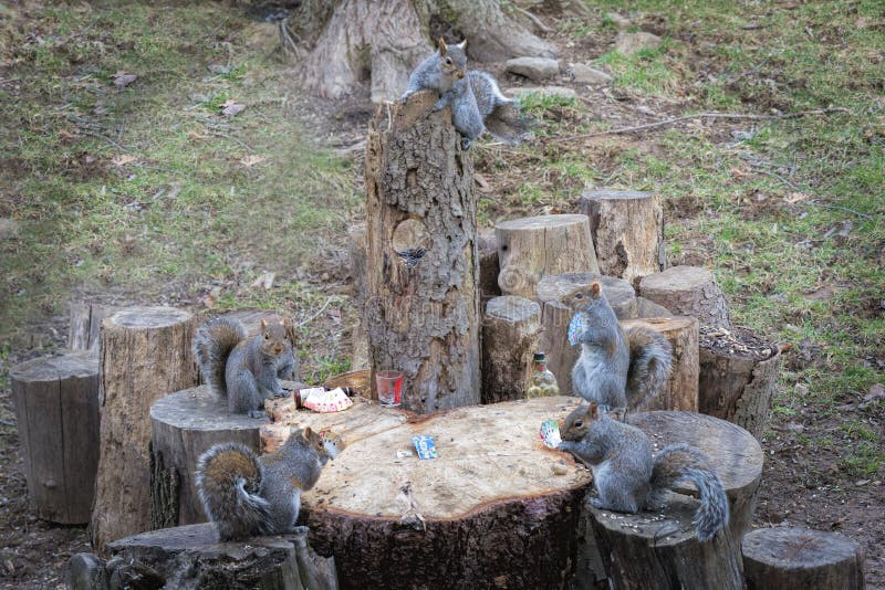 Group of Red Squirrels Eat Sunflower Seeds on the Stump Stock Photo Image of squirrel, animal
