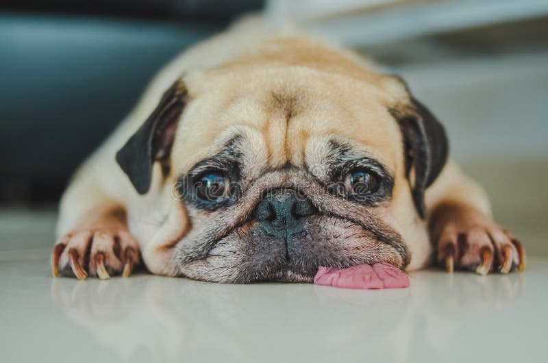 Funny Sleepy Pug Dog with gum in the eye sleep rest on floor