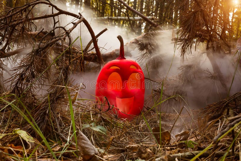 Funny smile halloween pumpkin colored in pink in autumn forest in smoke or vapor. Jack o lantern on the needles of fir tree. stock image Funny smile halloween pumpkin colored in pink in autumn forest in smoke or vapor. Jack o lantern on the needles of fir tree. stock image